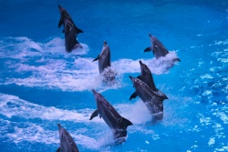 Atpūtas un ceļojumu piedāvājumi 11.11.2025 - 18.11.2025 Delfinārijs, Klaipēda Ziemassvētku rosībā Nikos Travel